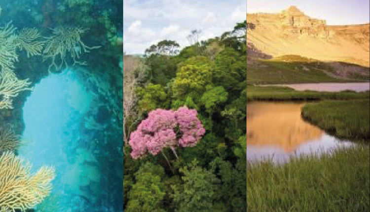 Responsive image1